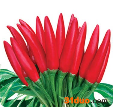 供应中农金玉天圣-辣椒种子辣椒种子/进口种子/**辣椒种子