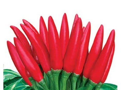 供应中农金玉天圣-辣椒种子辣椒种子/进口种子/**辣椒种子