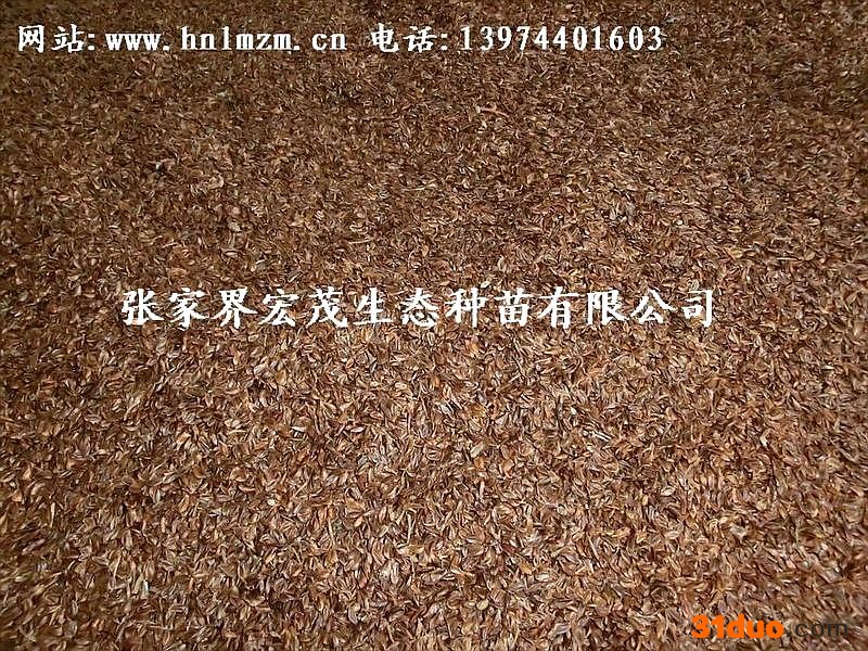 供应种子柳杉种子