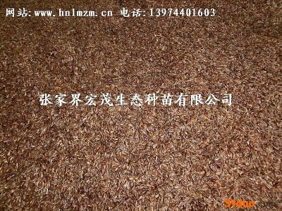 供应种子柳杉种子