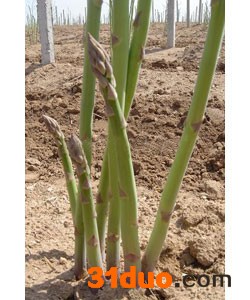 销售进口芦笋种子-达宝利芦笋种子-上等芦笋种子