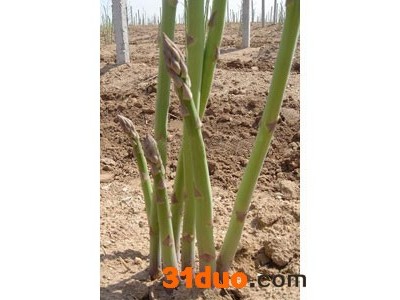 销售进口芦笋种子-达宝利芦笋种子-上等芦笋种子
