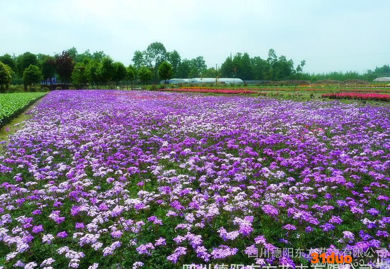 细叶美女樱野花种子 野花组合种子 种子