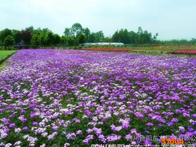 细叶美女樱野花种子 野花组合种子 种子