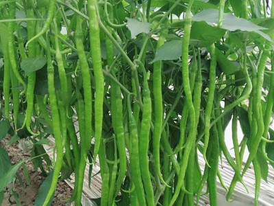 辣椒苗螺丝椒苗线椒苗尖椒苗薄皮椒苗甜椒苗 辣椒种子 芳耕农业