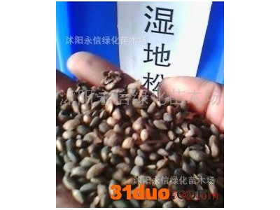供应永信湿地松种子紫荆种子蓝花楹种子