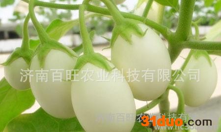 白蛋茄种子 鸡蛋茄种子  白色茄子种子