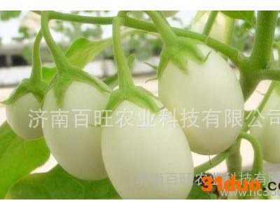 白蛋茄种子 鸡蛋茄种子  白色茄子种子