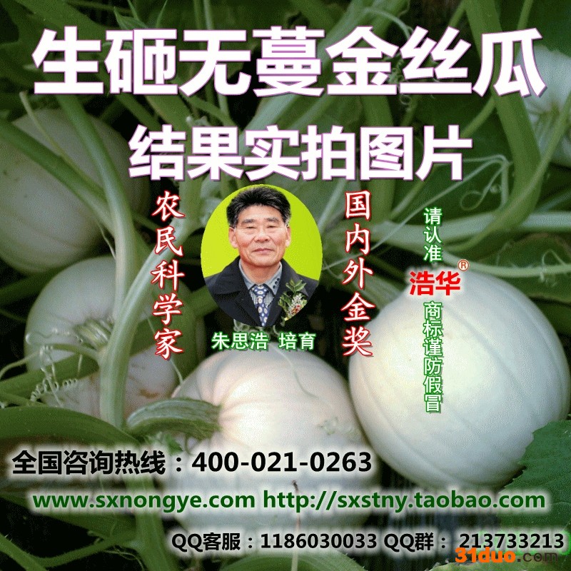 生砸无蔓金丝瓜种子，搅瓜种子，金瓜种子