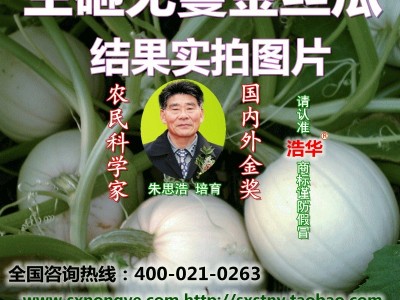 生砸无蔓金丝瓜种子，搅瓜种子，金瓜种子