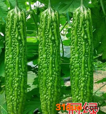 苦瓜种子 **一代 高产苦瓜种子 翠绿不老苦瓜种子——冠绿