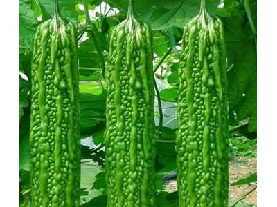 苦瓜种子 **一代 高产苦瓜种子 翠绿不老苦瓜种子——冠绿