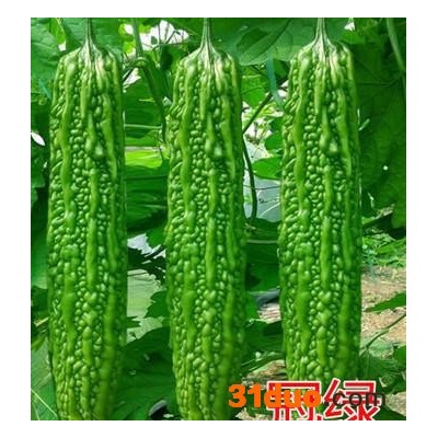 苦瓜种子 **一代 高产苦瓜种子 翠绿不老苦瓜种子——冠绿