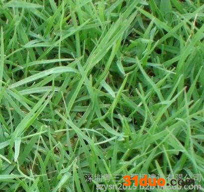 粤三农（草坪种子丨结缕草种子丨结缕草种子）批发供应