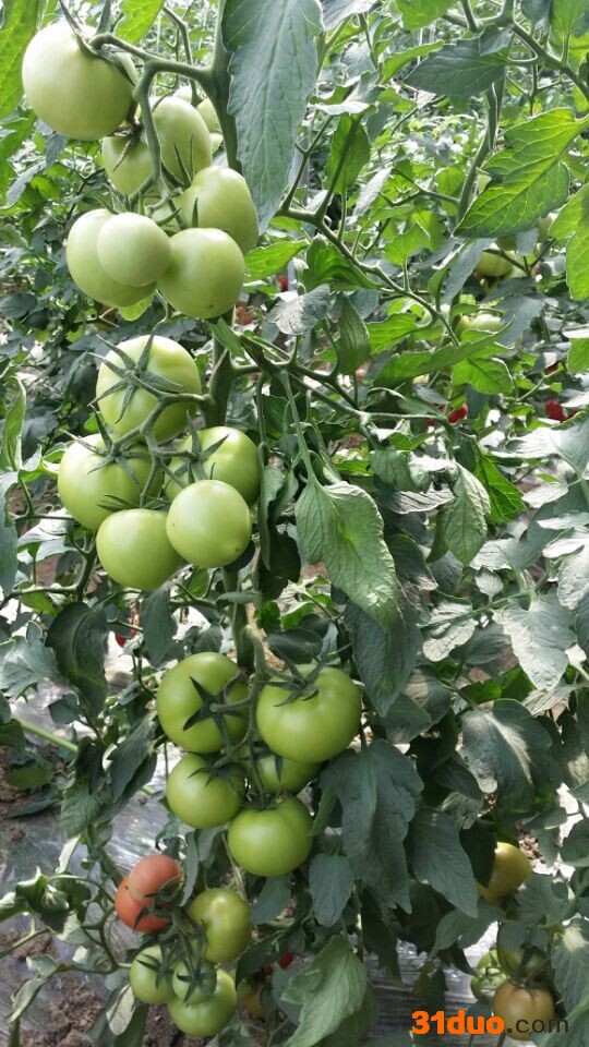 供应蔬菜种子,西红柿种子荷兰金粉,进口西红柿种子,**西红柿种子