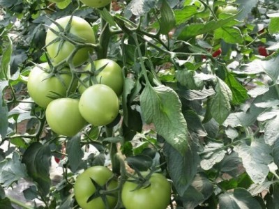 供应蔬菜种子,西红柿种子荷兰金粉,进口西红柿种子,**西红柿种子