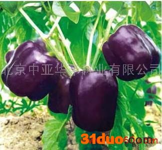 供应进口**辣椒种子#抗病彩椒种子@紫椒种子-紫星2号