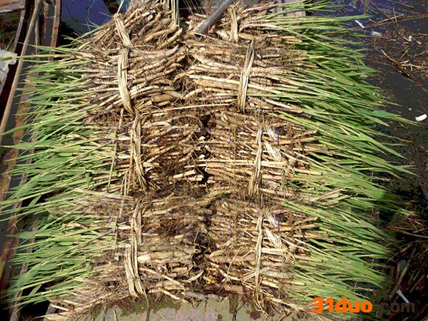 芦苇的种子芦苇的种子基地基地供应