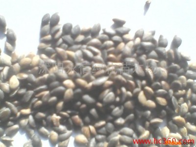 供应永信樟子松种子国槐种子