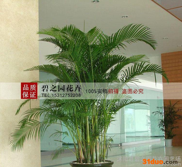 **散尾葵种子散尾葵种子散尾葵木种子提供种植技术包发芽