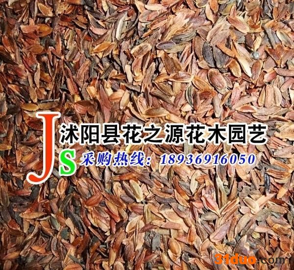 供应花之源种子 丁香种子