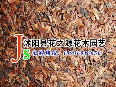 供应花之源种子 丁香种子