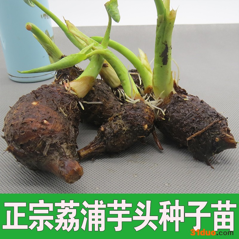 广西荔浦芋头种子苗  芋头种子 槟榔芋香芋种苗批发 代购 代发