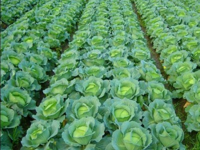甘蓝苗  甘蓝种子  包菜苗 包菜种子