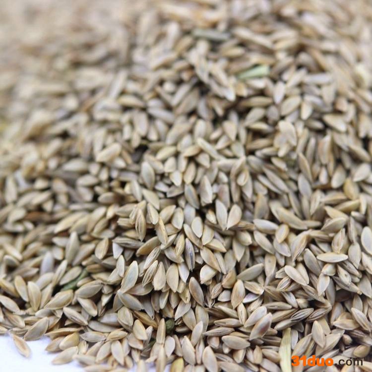 批发零售狗牙根种子 狗牙根种植方法 狗牙根种子批发