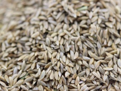 批发零售狗牙根种子 狗牙根种植方法 狗牙根种子批发