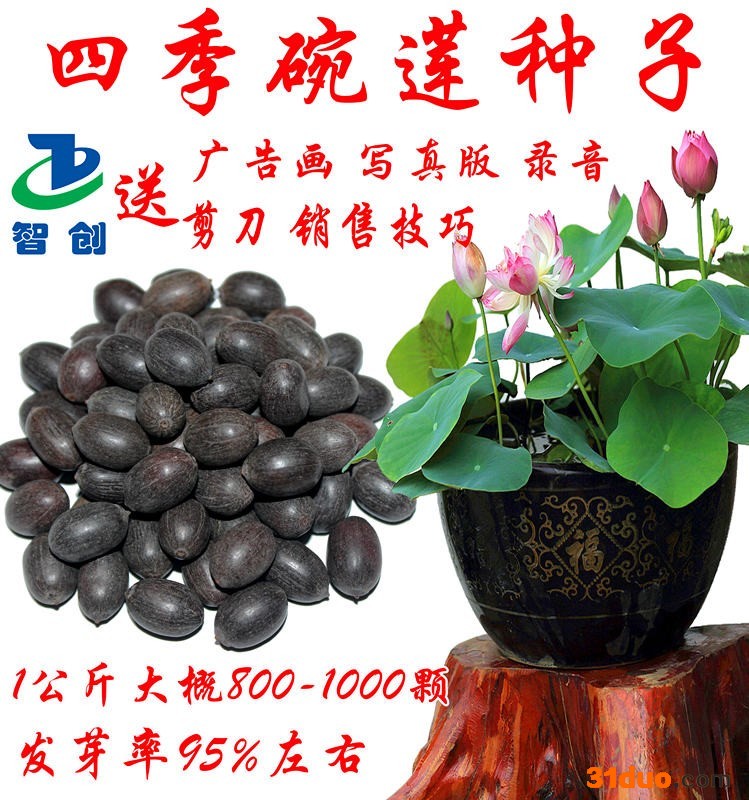 四季碗莲 碗莲种子 荷花种子 睡莲 种子
