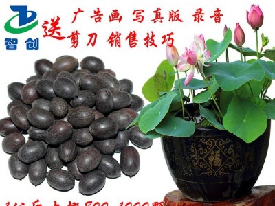 四季碗莲 碗莲种子 荷花种子 睡莲 种子