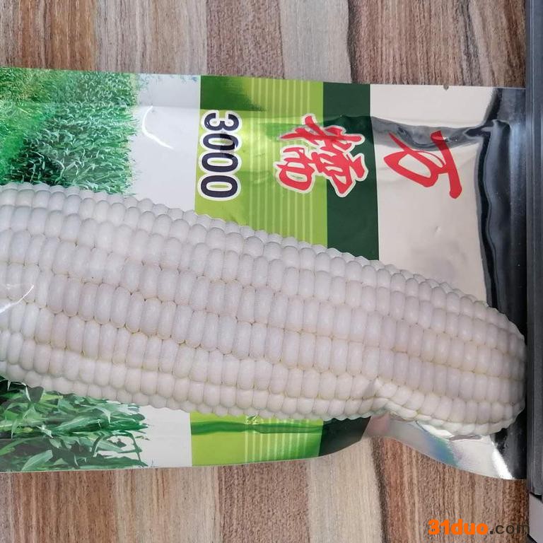 金龙 玉米种子 万糯3000种子 种子厂家 种子批发