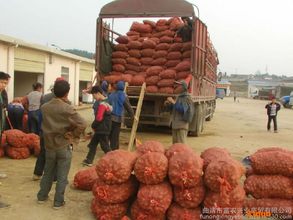 魔芋种子报价，魔芋报价、魔芋种子报价、云南魔芋种子报价、四川魔芋种子报价