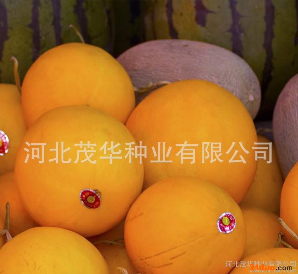 茂华**黄皮甜瓜种子 金红瑞种子 大果甜瓜种子 金黄皮 200粒\\袋