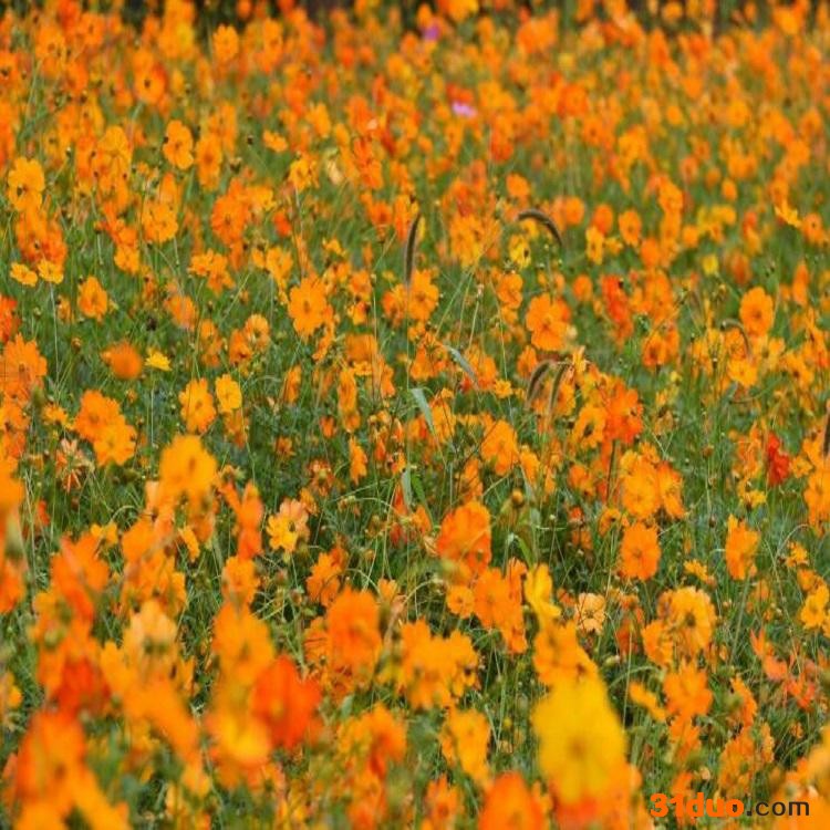 进口草坪种子花卉种子 四季青草坪种子