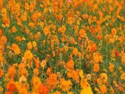 进口草坪种子花卉种子 四季青草坪种子