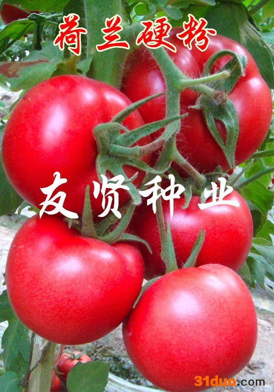 荷兰硬粉粉色西红柿种子粉色大番茄种子粉色大番茄种子 西红柿种子 高产番茄种子 进口番茄种子