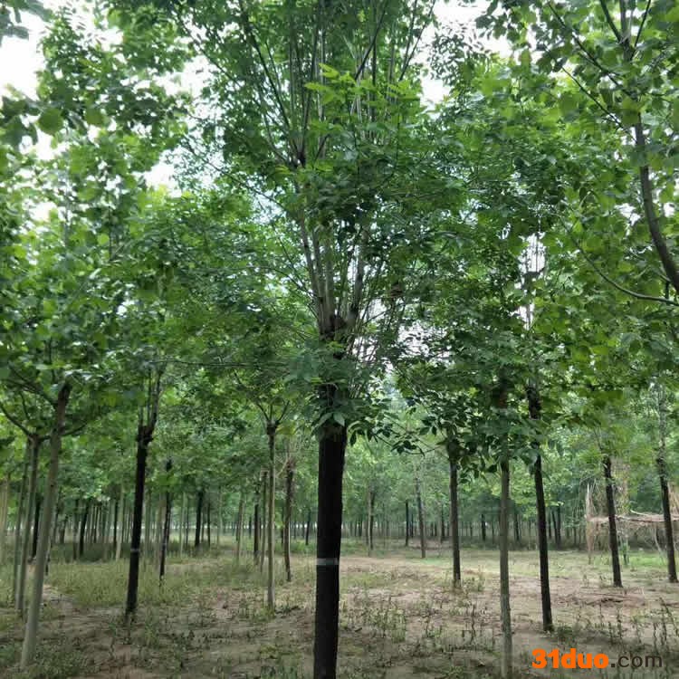 国槐苗 国槐种子 15公分二年冠国槐 山东国槐基地