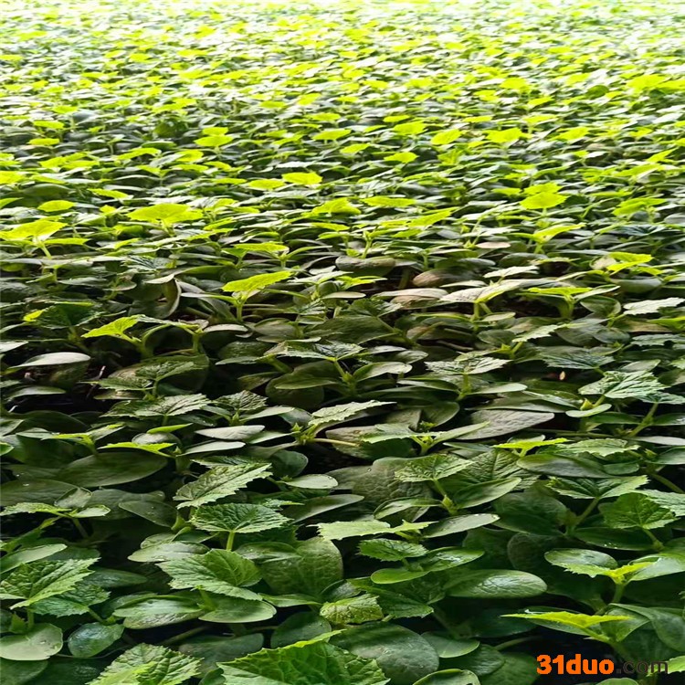 黄瓜苗 黄瓜种子  旱黄瓜苗  水果黄瓜苗  嫁接黄瓜苗