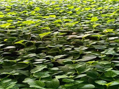 黄瓜苗 黄瓜种子  旱黄瓜苗  水果黄瓜苗  嫁接黄瓜苗