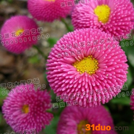 供应翠菊种子 七月菊种子 蓝菊种子