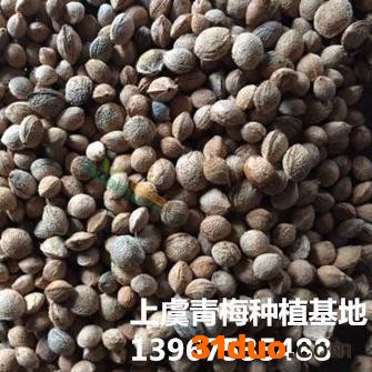 红梅种子出售 红梅种子基地供应 红梅种子价格 2017红梅种子