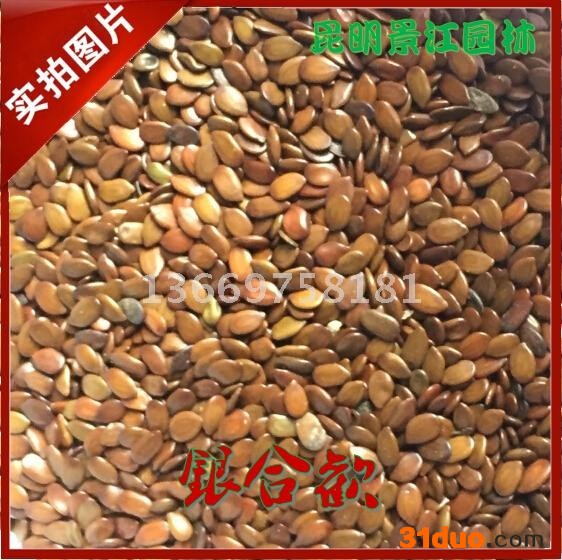 云南银合欢 昆明银合欢 银合欢种子批发 昆明灌木种子 云南灌木种子 昆明景江园林