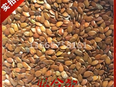 云南银合欢 昆明银合欢 银合欢种子批发 昆明灌木种子 云南灌木种子 昆明景江园林