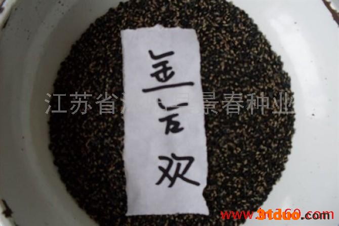 供应供应金合欢种子 苗木种子