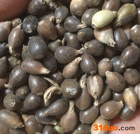 【龙飞种业】 薏米种子/薏苡种子/基地供应薏米种子/河北薏米种子价格/薏米种子厂家/安国市龙飞种子经营部