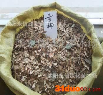 供应永信青枫种子红翅槭种子