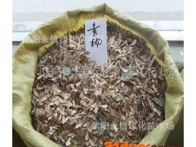 供应永信青枫种子红翅槭种子