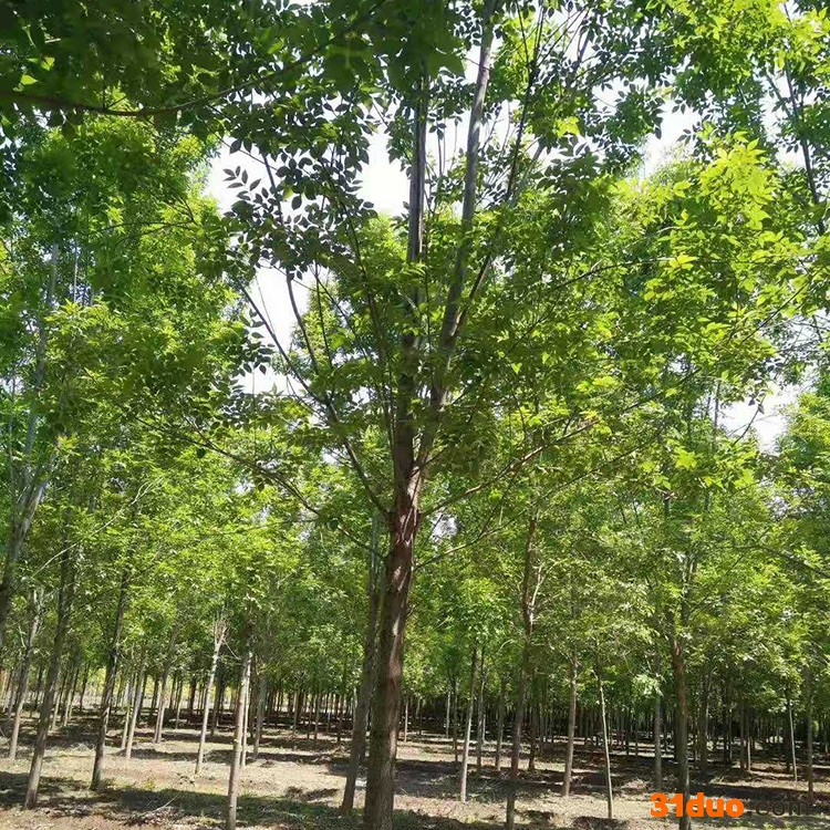 邦森苗圃直销 12公分白蜡价格 **白蜡树苗 硬白蜡 高品质 工程白蜡树形优美 成活率高